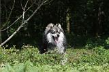 CHIEN FINNOIS DE LAPONIE 112